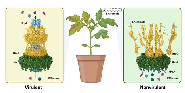 中国科学家发现新型生物农药分子