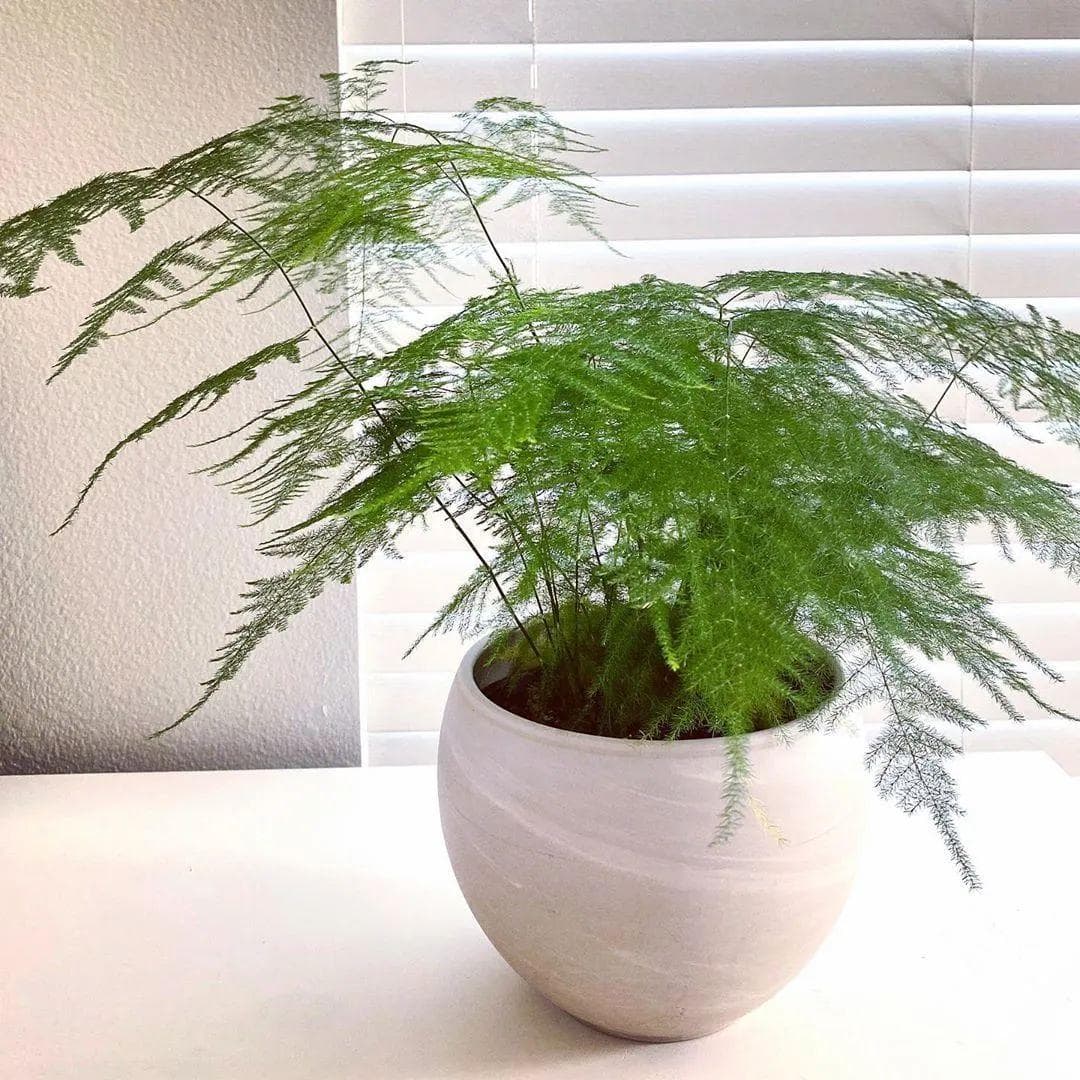 文竹不爱“吃饭”，但也能长得很好丨小叶子有“花”招