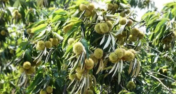 板栗种植时间与生长周期是什么？板栗的种植和生长周期是什么？