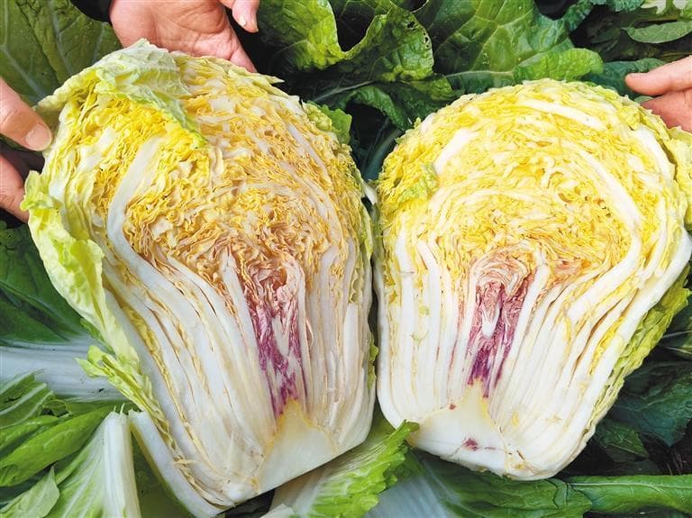 三色白菜将成为市民健康蔬菜新选择
