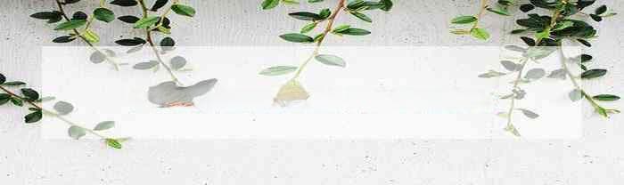 怕上火喝白茶还是绿茶好，哪个去火效果更好？