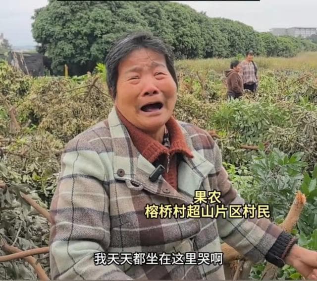 村民上百棵果树一夜被砍光，福州闽侯土地纠纷引发惊人事件