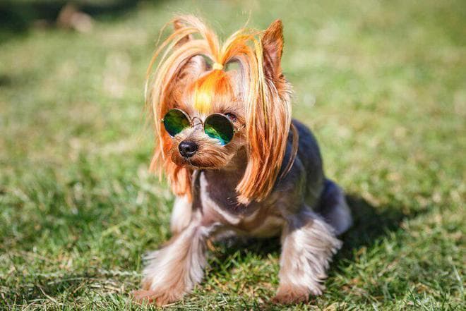 约克夏犬的性格特点：勇敢、活泼、忠诚、独立