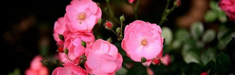 蔷薇花花语与寓意解析（探索蔷薇花的深层含义与象征意义）