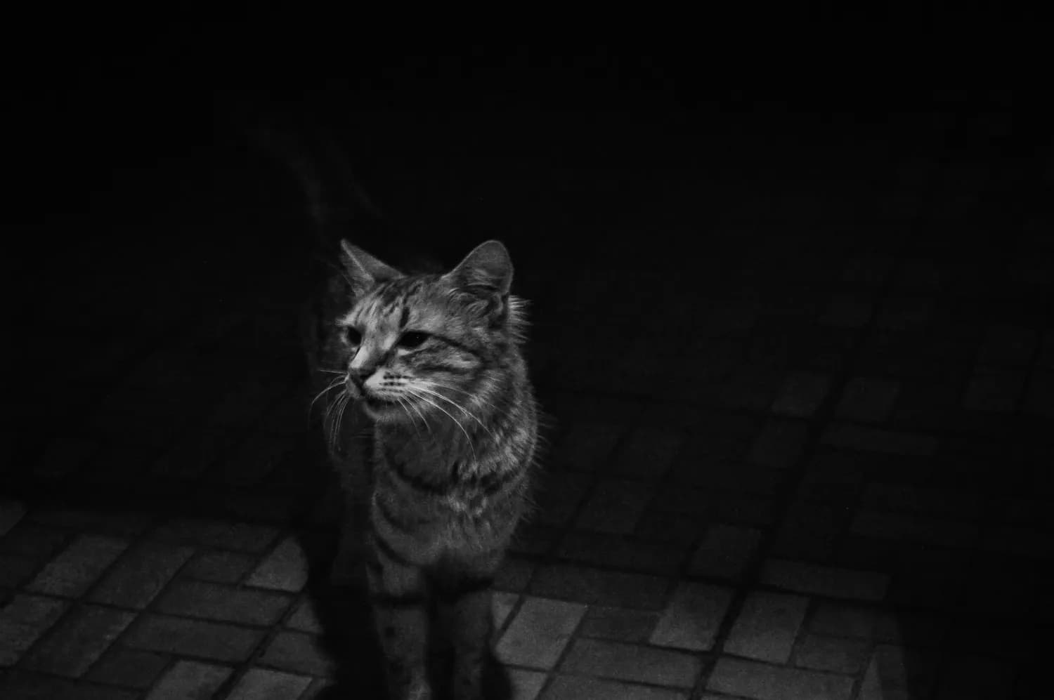 绝育猫半夜叫不停？真相揭秘！