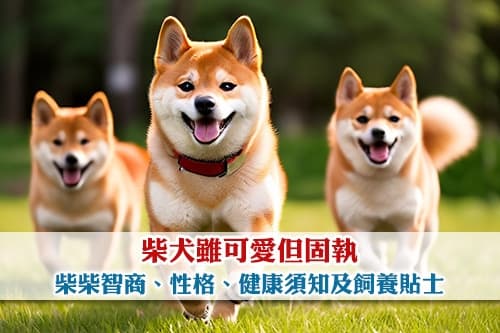 柴犬虽可爱但固执 | 柴柴智商性格大解构 | 健康须知及饲养贴士