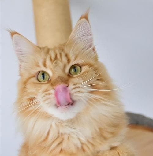 猫咪挑食的原因及解决方法（揭示猫咪挑食背后的真相与猫主人应对之策）