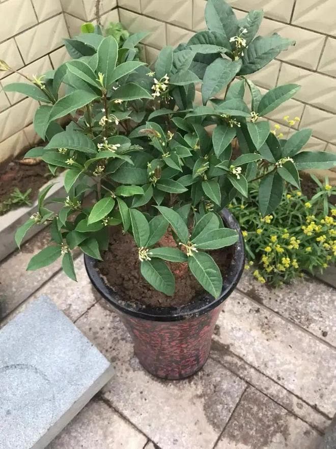 南方的桂花能长成树，北方的桂花还要依靠嫁接，差别在哪里？