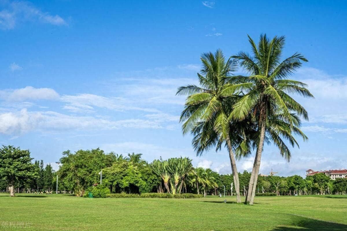 椰子树种植方法和技术