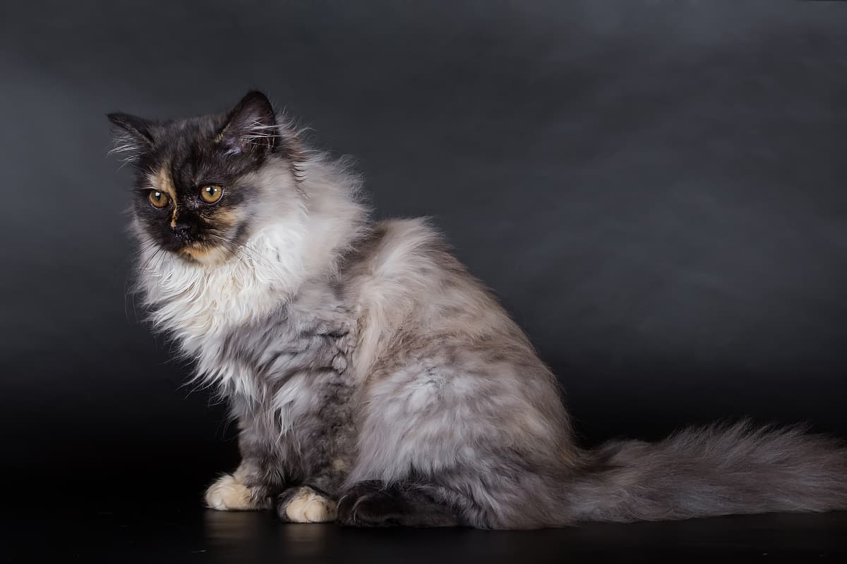 伯曼猫：神秘的“圣猫”