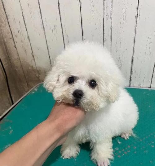 比熊犬疫苗接种全攻略：从幼犬到成年的完整时间表