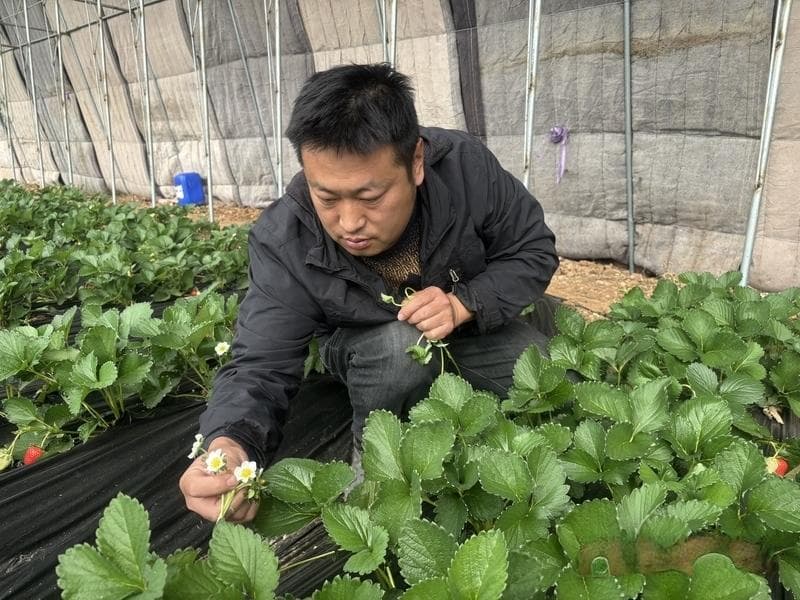 村村有好戏 | 有机种植绘就“莓”好新图景