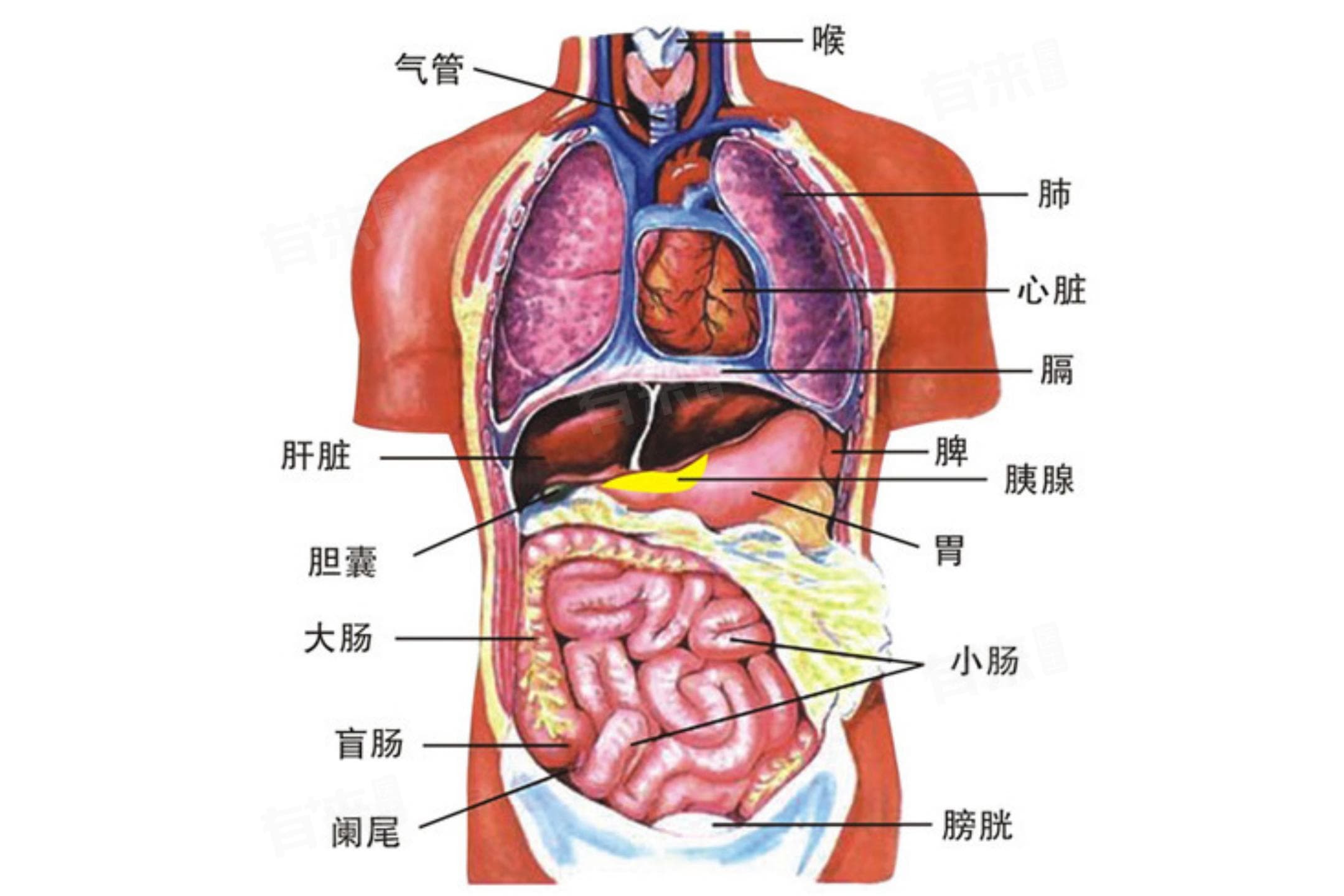 五脏六腑指的是哪些器官