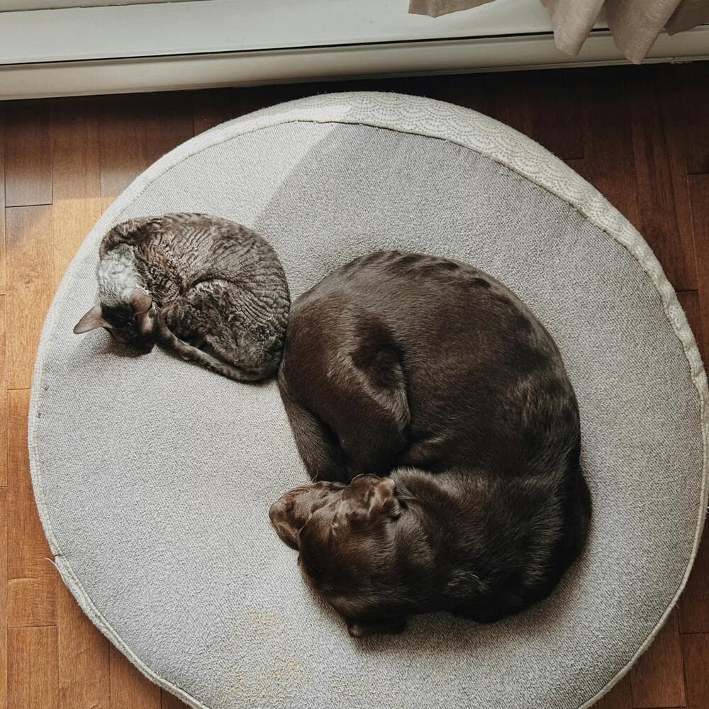 迎接换季不烦恼！猫狗必备的四大秋日保养对策
