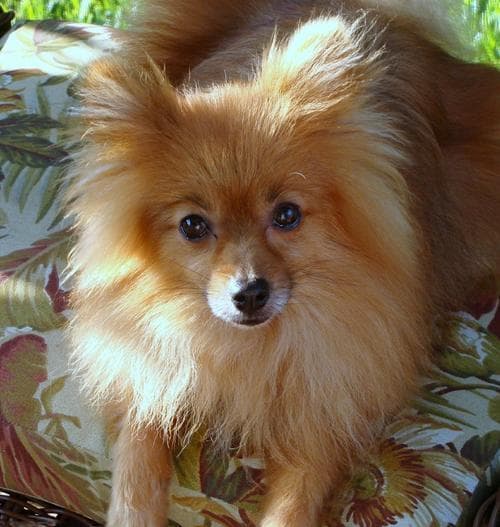十大聪明犬中博美排名第几（探索博美犬的聪明程度及训练技巧）