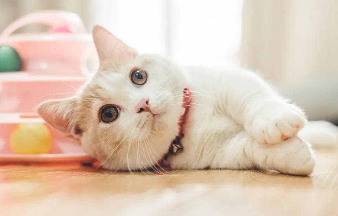 人类过春节，这些行为却会让小猫咪崩溃？三招教你减少伤害