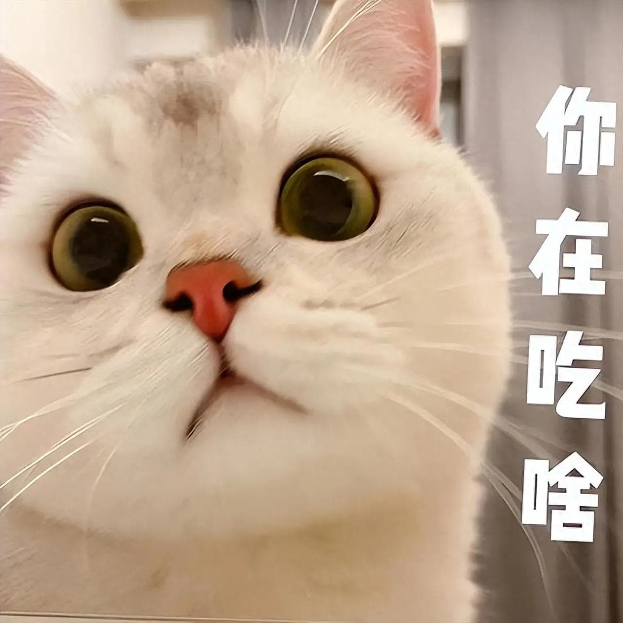 一分钟教你挑选“靠谱”猫粮，养猫人士必备攻略！