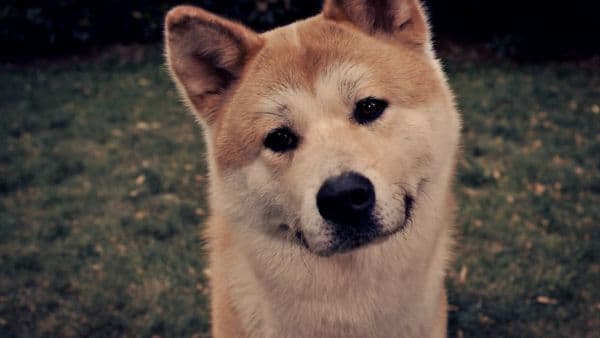 柴犬秋田犬区别