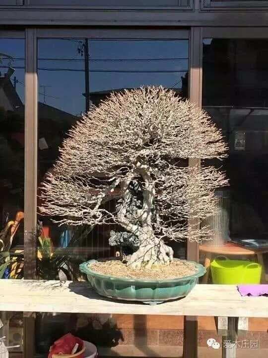 盆景的矮化与整形 2--根盘的处理