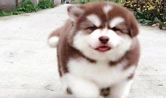 阿拉斯加犬狼叫原因及异常叫声处理