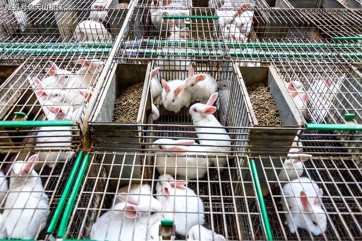 家庭养殖什么最挣钱？各种养殖项目优势分析与选择要点