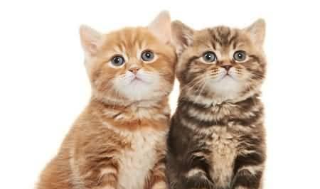 揭秘猫咪花色遗传定律：从基因到外观的科学解析