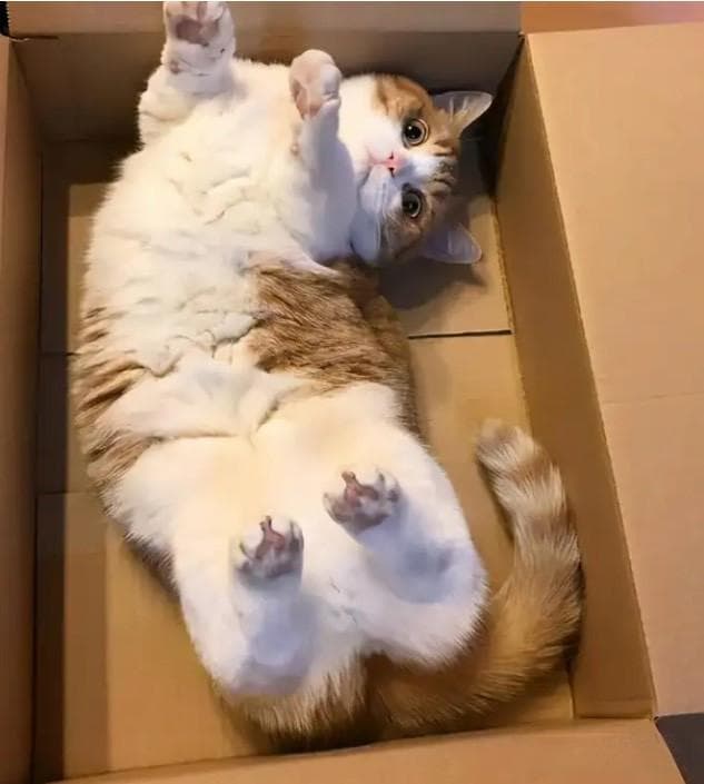省钱养猫指南：必备用品平价替代方案及日常护理建议