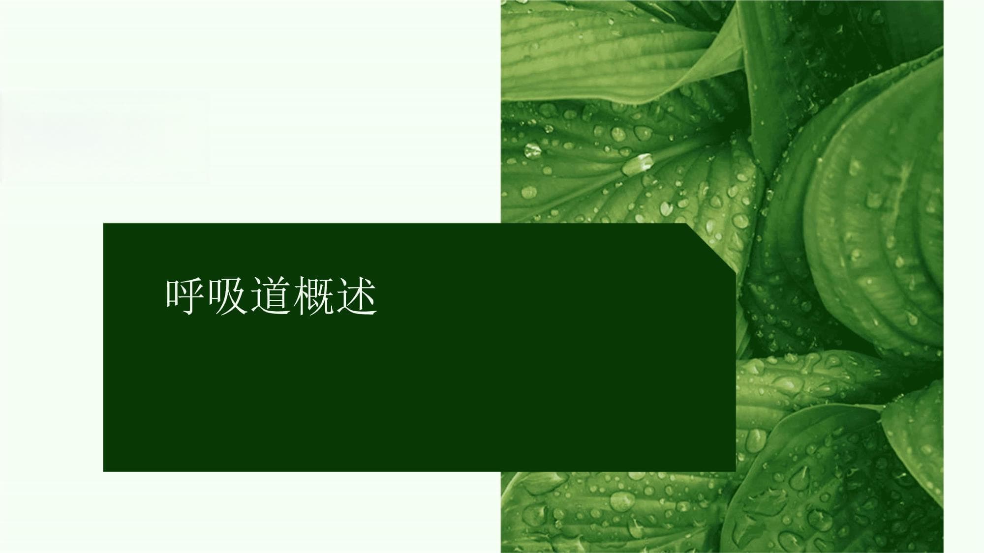 呼吸道的结构和功能