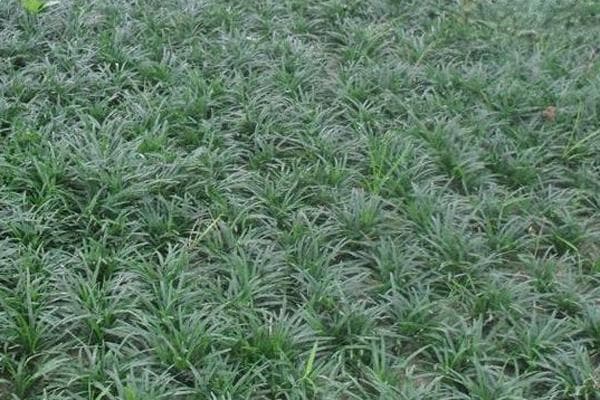 麦冬什么时候种植最为合适？
