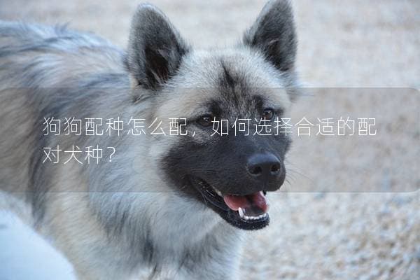 狗狗配种怎么配，如何选择合适的配对犬种？