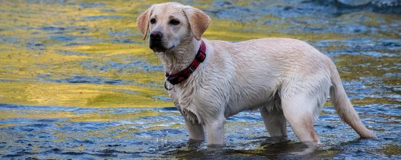 狂犬病的传染方式以及潜伏期，狂犬病发作时猫狗的唾液具有传染性