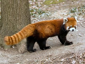 小熊猫：红褐色的森林精灵