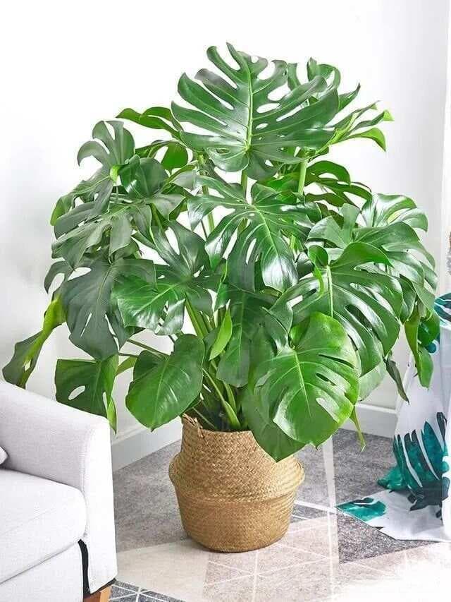 100种室内绿植识别与养护专题！