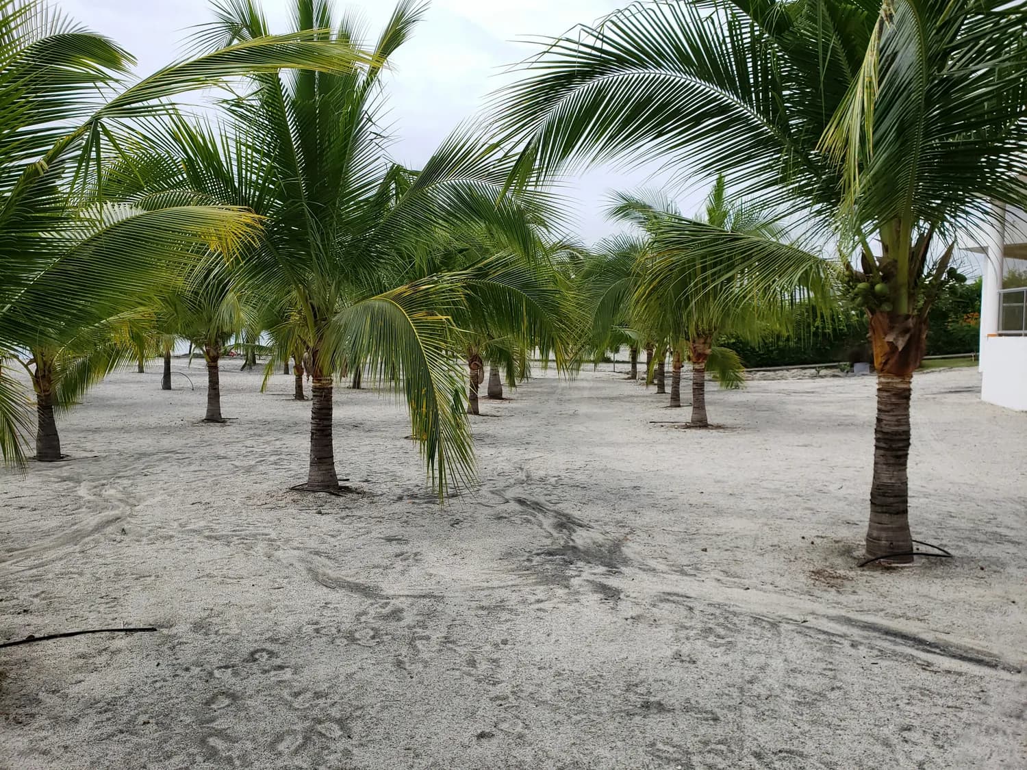 海南岛椰子树种植秘籍大公开