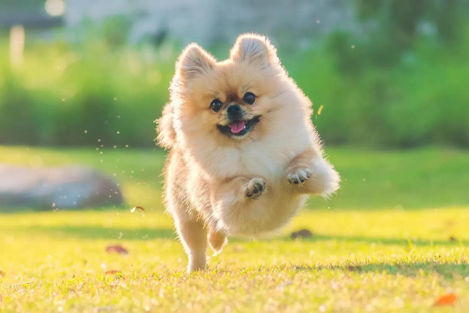 博美犬的寿命一般是多久