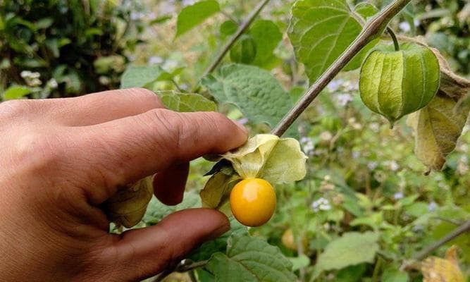 华北平原的“姑娘果”怎么样？带你了解姑娘果的历史和种植情况