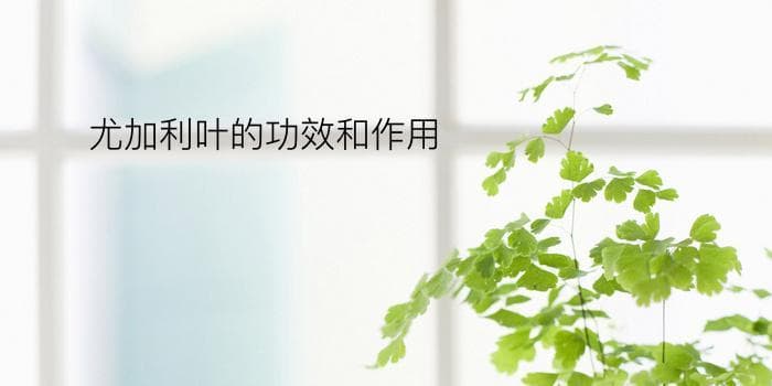 尤加利叶的功效和作用