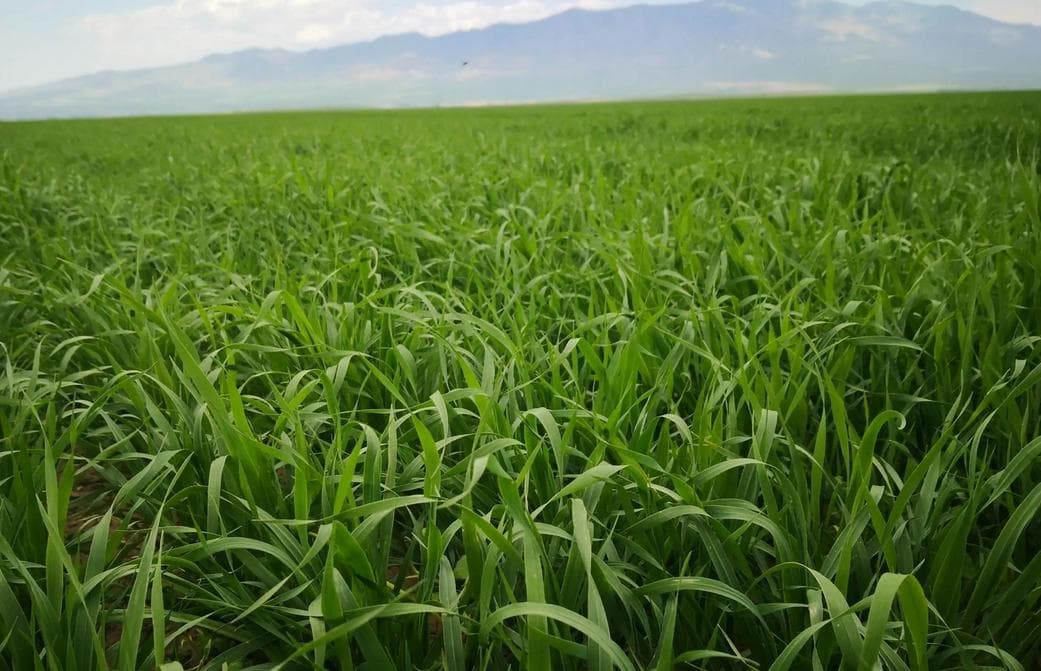 燕麦种植基地项目可行性报告：全球燕麦种植行业市场分析