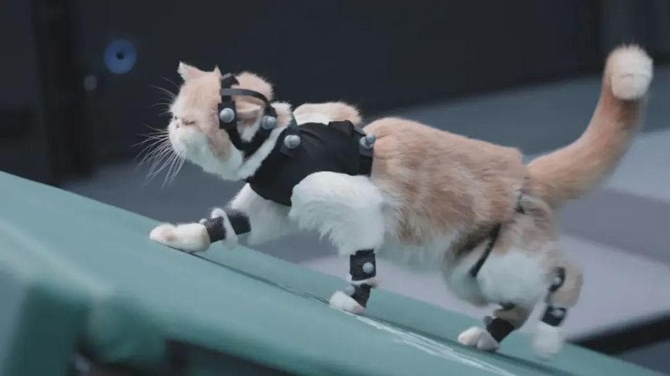 凭什么小猫咪可以当虎先锋的动捕？因为它们真的很像……
