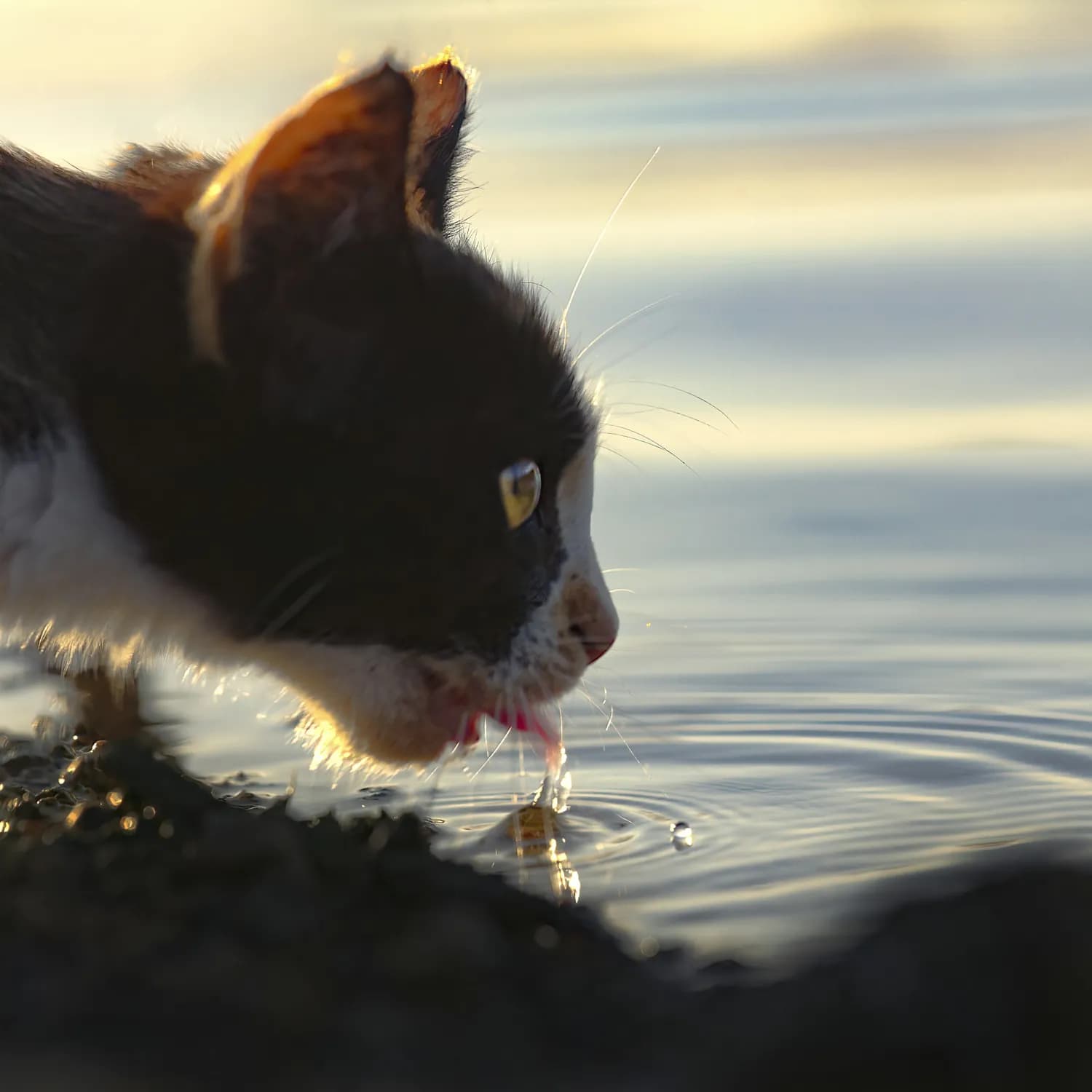 麦富迪barf猫粮：解决猫咪饮水后频繁呕吐