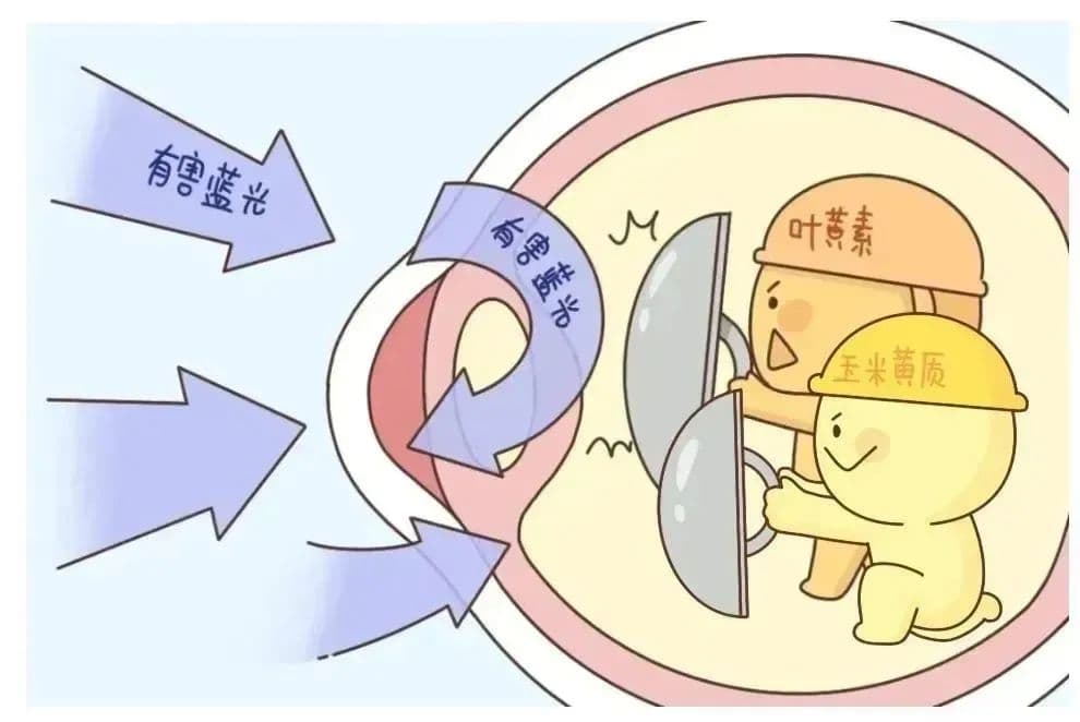 叶黄素：眼睛健康的好伙伴