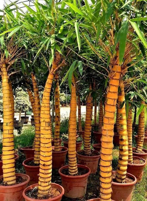 竹子品种大全：10种常见竹子的特点与用途详解