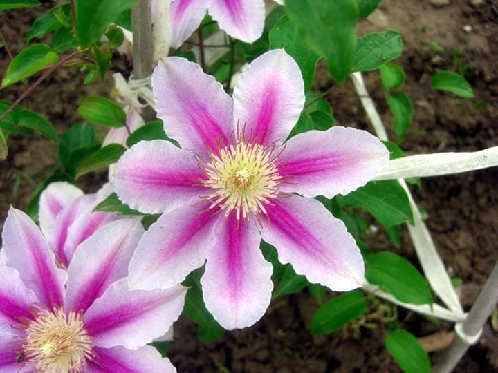 新手必看：7种勤花抗病的铁线莲品种推荐