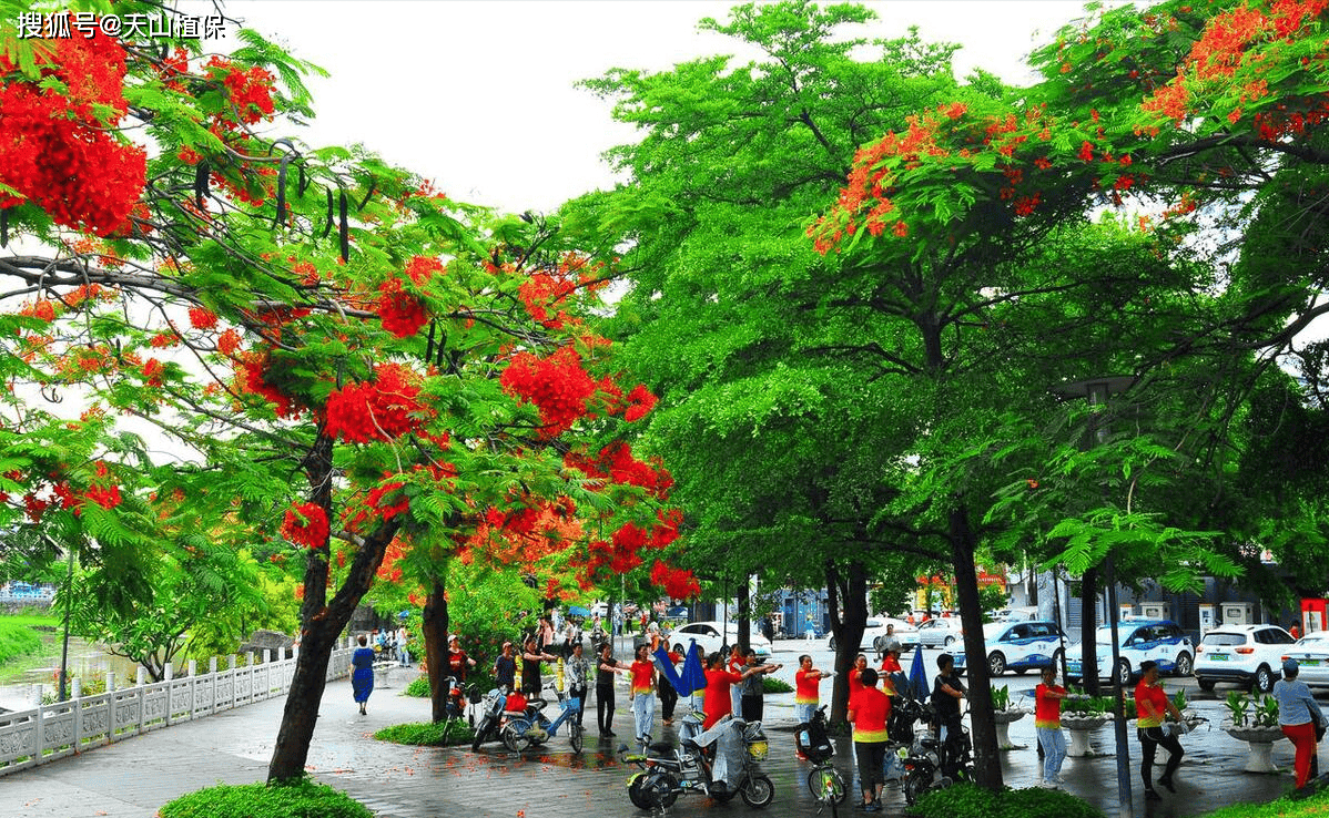凤凰木树适合什么地区种植