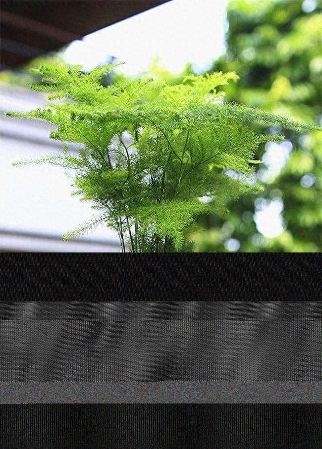 养文竹 5个技巧，常年绿油油，不拔高的“小森林”