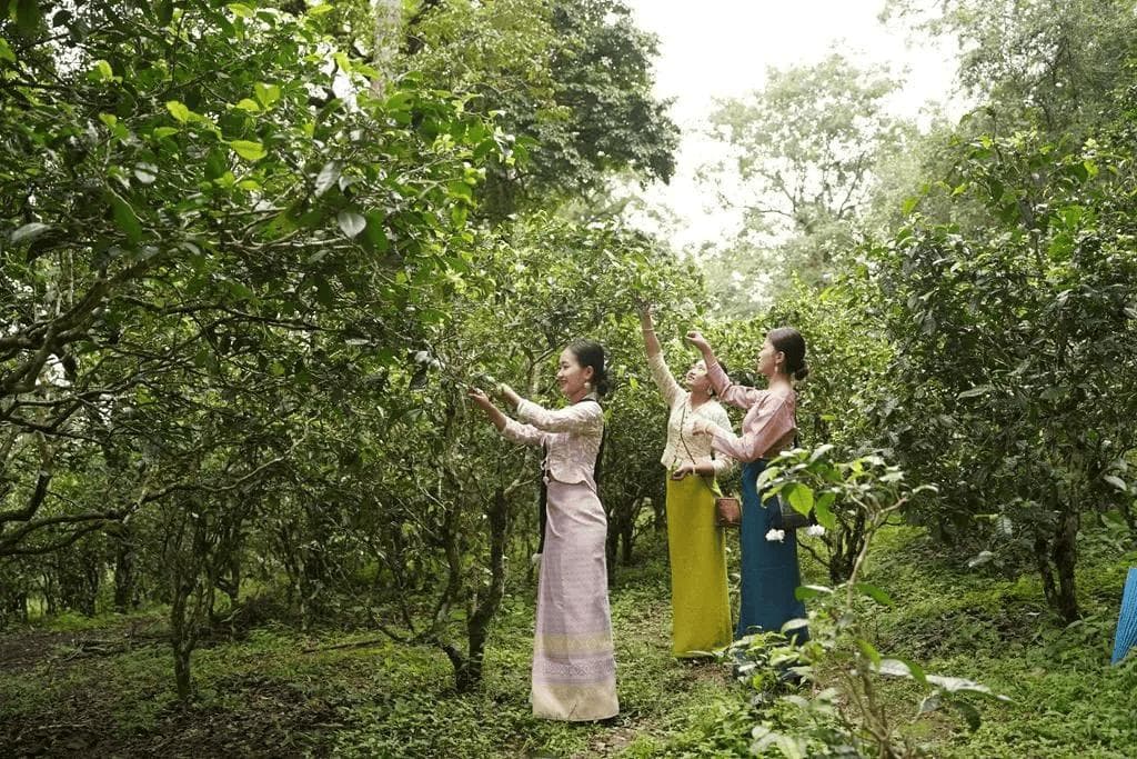 农业农村部推介冬季精品线路，景迈山茶林文化之旅入选