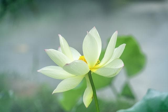 六首意境优美的禅诗，饱含哲理，引人深思