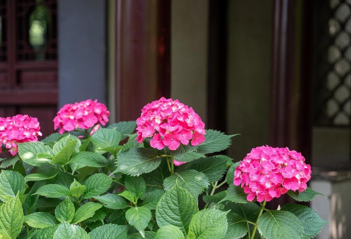 绣球花的开花时间与养护技巧解析