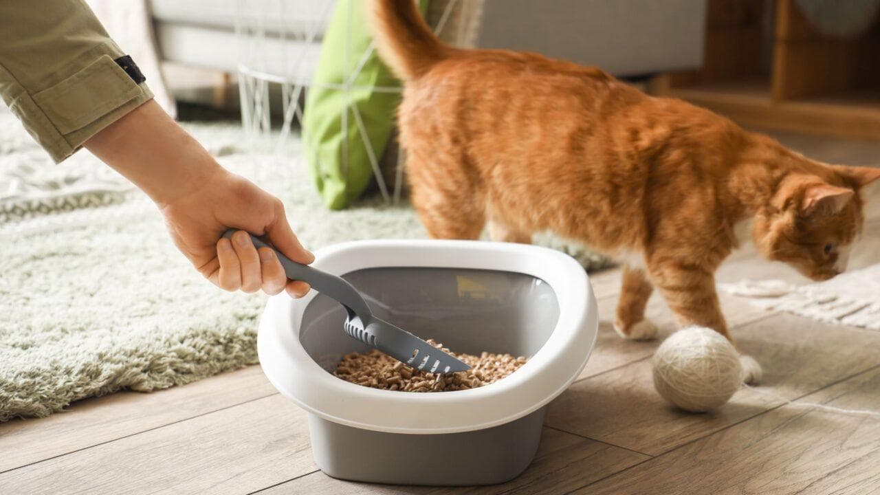 猫咪的猫砂盆多久清理一次