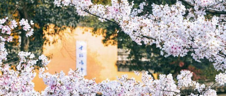 南京樱花最佳观赏地点推荐（附樱花品种）